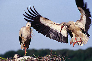 Vit stork ©Johan Hammar/Ekologgruppen