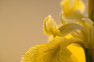 Svärdslilja ©Johan Hammar/Ekologgruppen